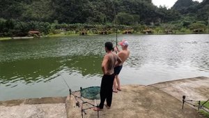 Озёрная рыбалка на Пхукете, Таиланд.Сиамскй карп.