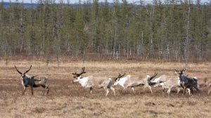 Северные олени весной, росомаха #animal