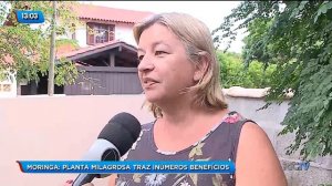 Moringa: Planta milagrosa traz inúmeros benefícios a saúde