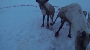 Дикие олени