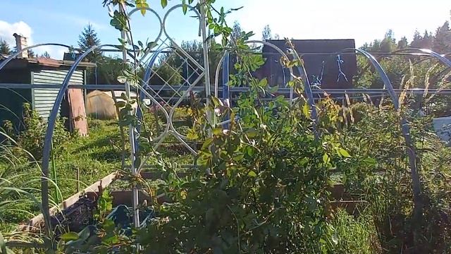 Роза ПОЛЬ НОЭЛЬ -роза монстр среди моих роз!