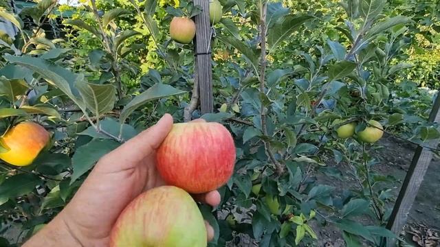 Яблоня Дельбарестиваль  / Яблоня Делькорф