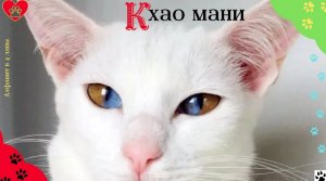 Алфавит в 4 лапы/К: Кхао мани/Самая редкая и загадочная порода кошек/История породы/характер