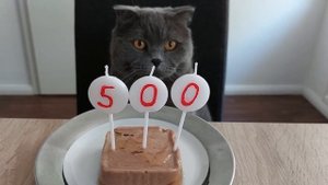 500 подписчиков на канале Злой британец / кот Сильвер