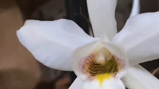 ORCHID SPOTLIGHT : Laelia Anceps #orchidspecies