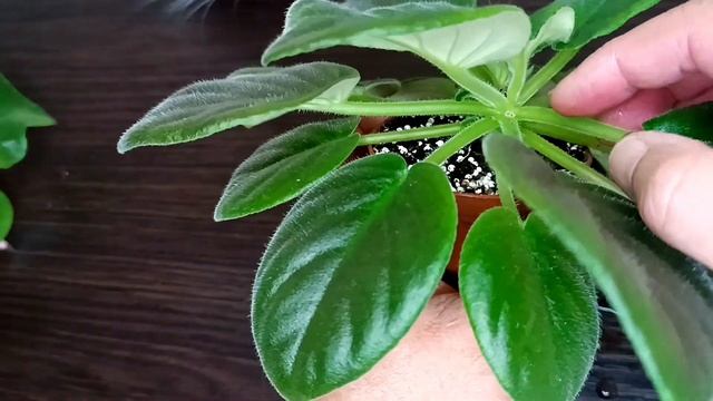 УДАЛЯЕМ НЕНУЖНЫЕ ПАСЫНКИ ВОВРЕМЯ !!! смотреть онлайн