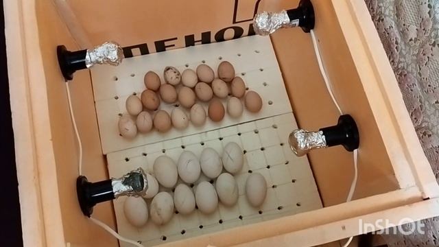 Первая закладка гусих и куриных яиц // Как правильно заложить инкубационное яйцо // Температура смотреть онлайн