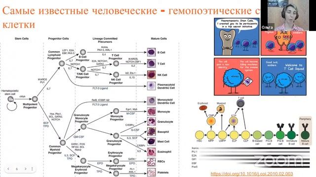 Ольга Глазова. Стволовые клетки в онтогенезе. Что мы о них знаем и что еще предстоит выяснить. смотреть онлайн