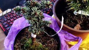 05.02.23 ель де рюйтер, сосна милки вей, обрезка гортензий