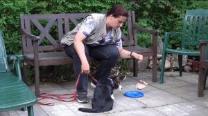 ДТ-71. Щенок корги - пищевая агрессия.