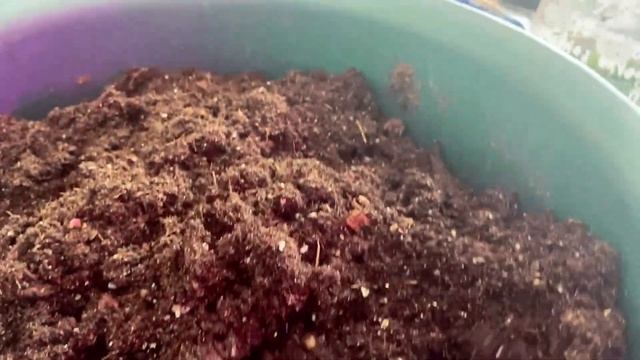 Эустома. Вторая перевалка эустомы и в какую почву сажать? смотреть онлайн