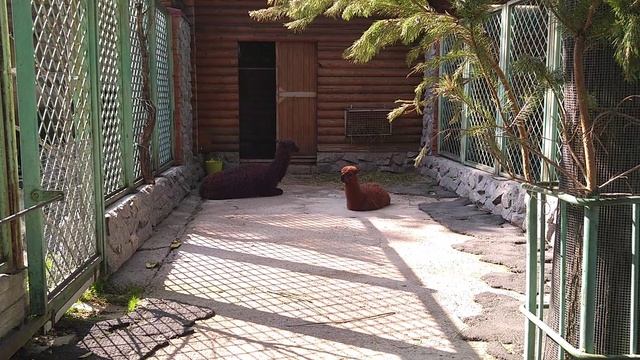 Альпака.