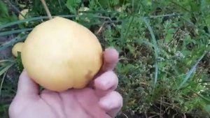 Груша "Невеличка"