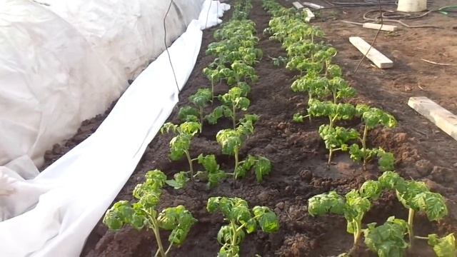 КАК СОХРАНЯЮ СВОИ ТОМАТЫ В ОТКРЫТОМ ГРУНТЕ. Ольга Чернова. смотреть онлайн