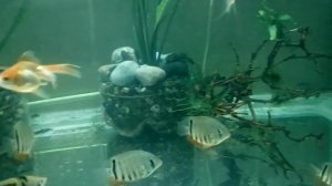 Завёл Северумов Красноплечих 3 месяц полёт нормальный.