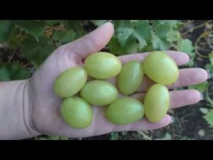 виноград БЛАГОВЕСТ