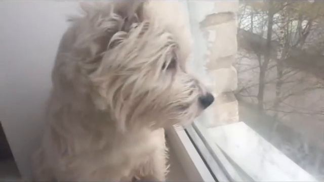 Любимое место Бакса смотреть онлайн