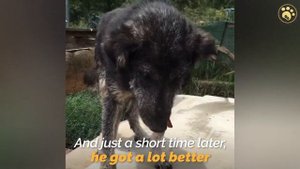 Удивительное Превращение Заброшенных Собака Умирает От Чесотки