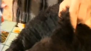 Как растянуть старую меховую шапку