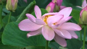 Лотосы под дождём