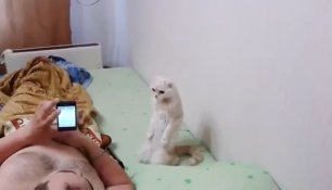 Кошка слушает гимн России