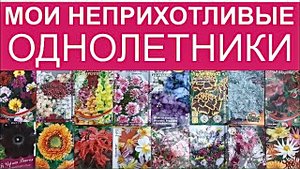 Неприхотливые однолетники для моего сада! Что буду сажать. Обзор рассады цветов!