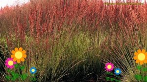 Молиния голубая Моорхексе. Краткий обзор, описание характеристик molinia caerulea Moorhexe