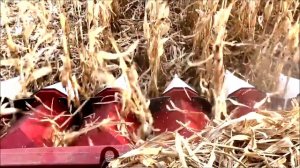 Зерноуборочный комбайн TORUM 750 на уборке кукурузы в Амурской области