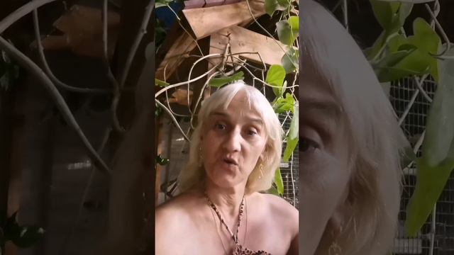 Шахиды! Зачем напали на Израиль? Стихи. Эстэр. #войнавизраиле#израиль