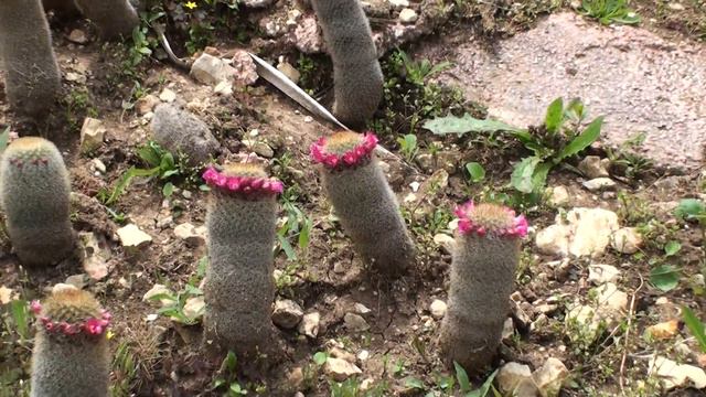 Парк Утопия в Израиле (49).MTS смотреть онлайн