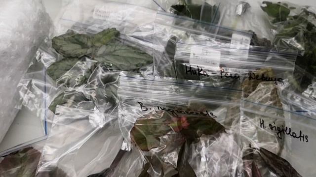 Люблю получать цветочные посылки! Распаковка. #комнатныерастения #растения #фиалки смотреть онлайн