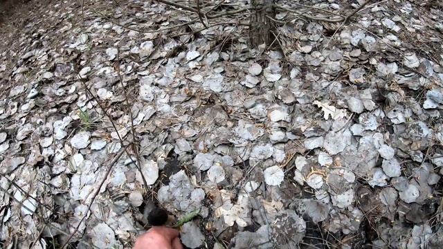 СМОРЧКИ В СОСНАХ В МЕСТО МАСЛЯТ