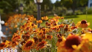 Безумно красивая восточная музыка! Отличные мелодии для души! музыка 2023 #1