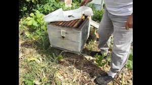 весенние работы с пчелами - как узнать, что пора расширять объем улья или гнезда для пчел