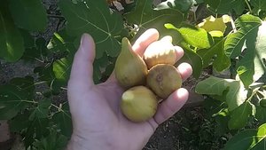 Морозоустойчивый инжир? - Легко и просто 2 урожая в год!