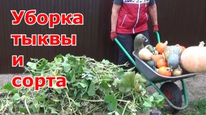 Когда убирать тыкву с огорода чтобы хорошо хранилась. Сорта тыквы выращенные в этот год. Подмосковье
