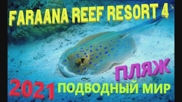73. Египет. Осень 2021. FARAANA REEF RESORT 4*. Пляж отеля. Подводный мир и обитатели Красного моря.