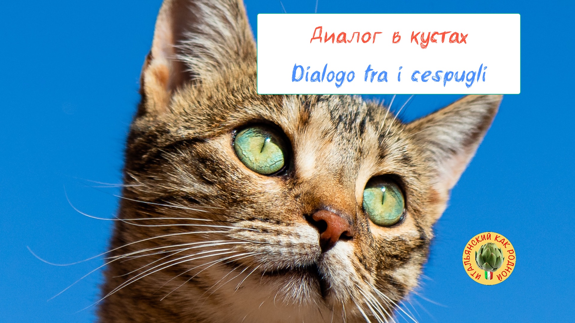 Подслушанный диалог котов с переводом на итальянский язык #shorts