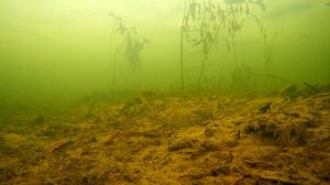 Подводная съёмка в декабре во время подлёдной рыбалки. Ice video on fishing