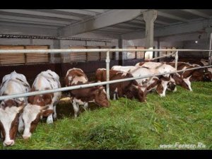 КФХ Александра Москвина. Айрширские бычки на откорме