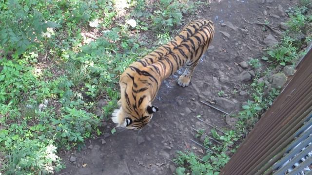ГРУСТНЫЙ ТИГР АМУР БЕЗ КОЗЛА ТИМУРА \ SAD TIGER AMUR WITHOUT THE GOAT TIMUR смотреть онлайн