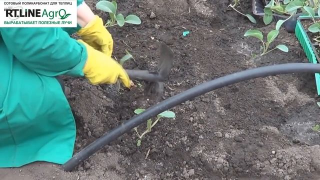 ? Как и чем подкормить цветную капусту. Первая подкормка и мульчирование цветной капусты. смотреть онлайн