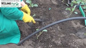 ? Как и чем подкормить цветную капусту. Первая подкормка и мульчирование цветной капусты.