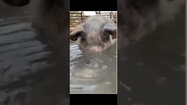 СВИНЬЯ В АНАПЕ НА МОРЕ ШОК #АНАПА ОЗАРОВСКИЙ МОШ**ИК АФ**СТ #Витязево смотреть онлайн