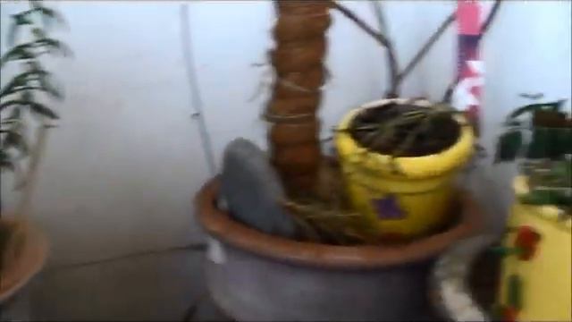 Балконные цветы.