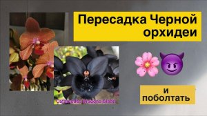 Стрим о пересадке двух фаленопсисов и одного катасетума под интересные истории!