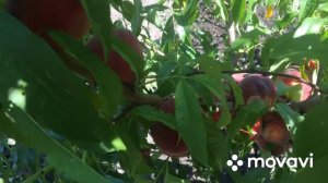 ПЕРСИК сорт ХАРБИНЕР (КАНАДА) / Peach ,, Harbiner,, (Canada)