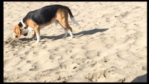 Бигль на море. Наш бигль Кузьма очень любит купаться))