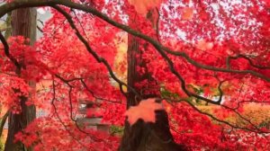 Rustige herfst muziek instrumentaal dwarsfluit Achtergrondmuziek Rustig muziekje voor in de klas