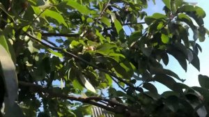 Хурма морозостойкая. Виргинская видовая. Саженцы хурмы